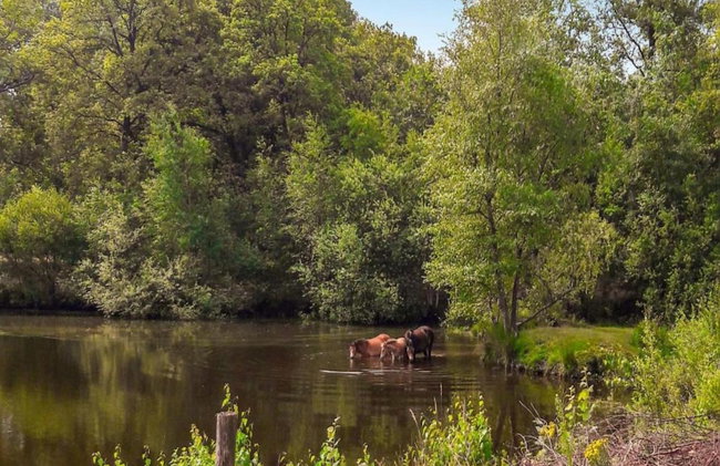 Restyled Bungalow with Dishwasher near Nature Reserve - Photo 37