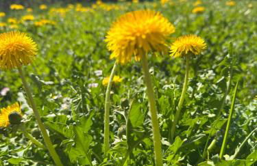 Ferienhaus Alpenblick - Foto 11