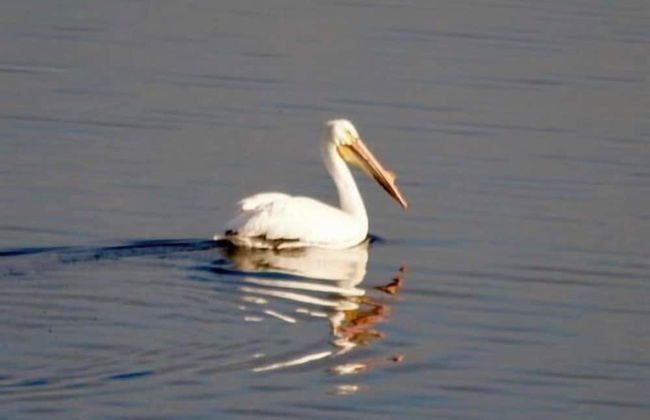 Hawks Nest - Photo 20