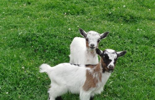 Bed and Bike Rheine - Foto 38