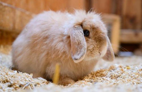 Ferienwohnung Fachwerkhaus - Westen oben - Bauernhof Hopp Vadersdorf - Foto 29