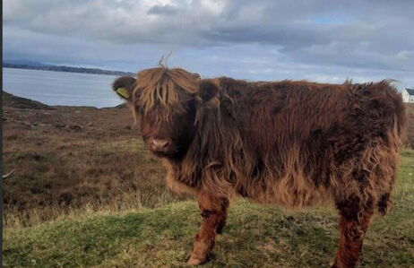 Immaculate Cabin 5 Mins to Inverness Dogs Welcome - Photo 15