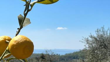 Residence Gli Ulivi - Foto 5