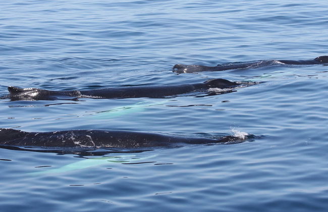 Crucero de avistamiento de ballenas del New England Aquarium - Foto 5