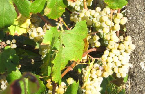 Quinta do Mineiro-Serra da Estrela - Foto 29