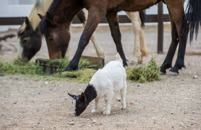 Olive Grove Guest Farm - Foto 26