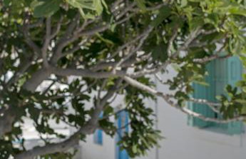 Anestorema House - Foto 35