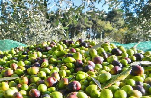 Agriturismo Terra Sabina - Foto 149