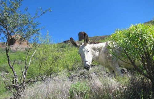 Villa Deluxe Suites Maspalomas - Photo 45