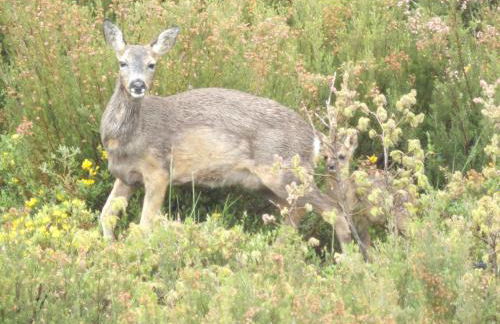 Casa MiraXurés con vistas a la Sierra del Xurés - Foto 68