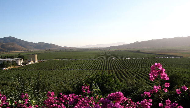 Mexican Wine and Tasting - Private Tour - Photo 2