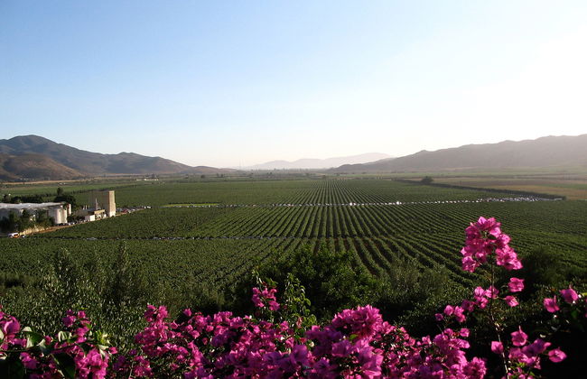 Mexikanischer Wein und Verkostung - Private Tour - Foto 2