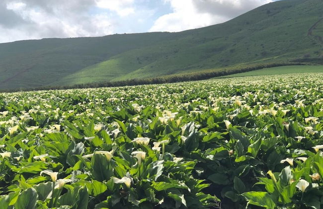 Zimmer BaSadot - Foto 29