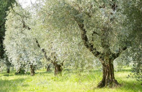 PODERI LA ROCCHETTA Countryside Estate on the Hills of Lake Garda - Foto 78