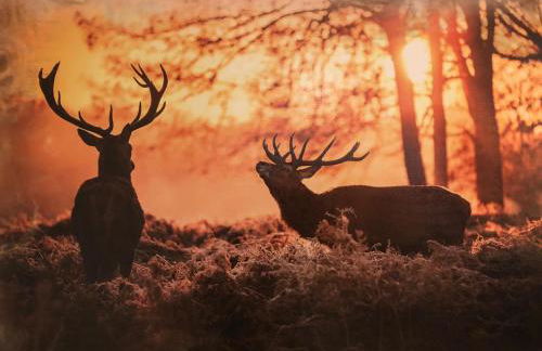 Harz House - Foto 34