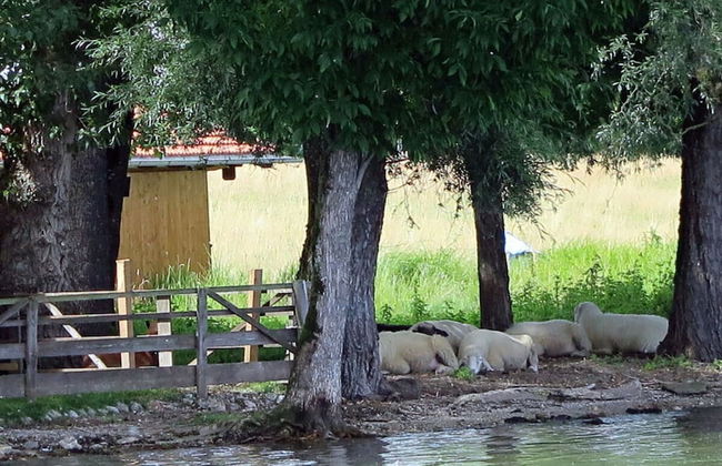 Dennenboomdroom - Photo 35