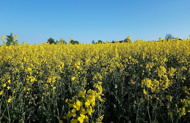 6 Person Holiday Home in Tranekaer - Foto 12