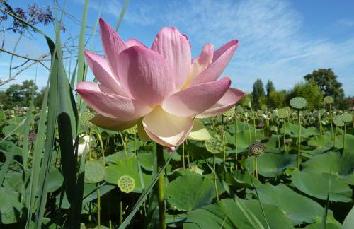 Wooden chalet, for 4 people air-conditioned - Photo 14