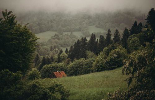 Mech i brzoza - Foto 36