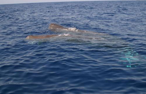 Corallo Vacanze - Foto 53