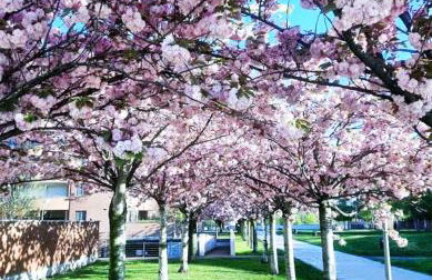 B&B Vimo - Appartamento con terrazzo privato Milano San Raffaele - Vimodrone - Foto 44