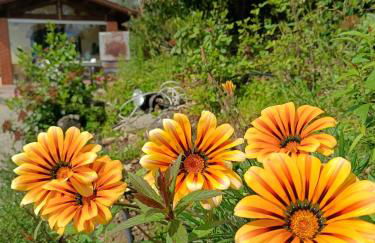 Agriturismo Cafaggio Primo - Foto 6