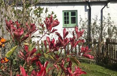 Lovely Cottage beside Surf Beaches & Bude Canal - Foto 26