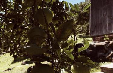 Sítio em área rural, ao pé da Serra Gaúcha. - Foto 28