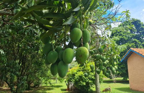 Chácara Santo Antonio - Foto 40