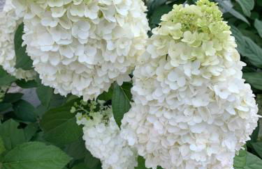 CLOS DE LA BRIQUETERIE - Foto 37