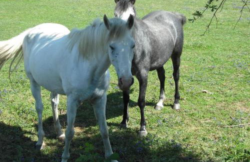 Quinta da Alma Cheia - Foto 47