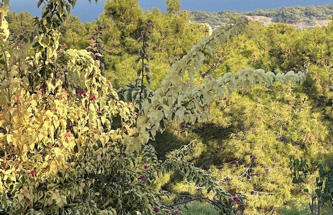 Villa Umay - Foto 41