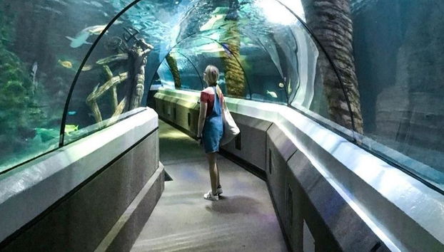 SEA LIFE Sunshine Coast - Foto 2