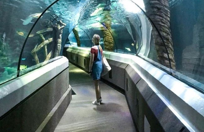 SEA LIFE Sunshine Coast - Foto 2