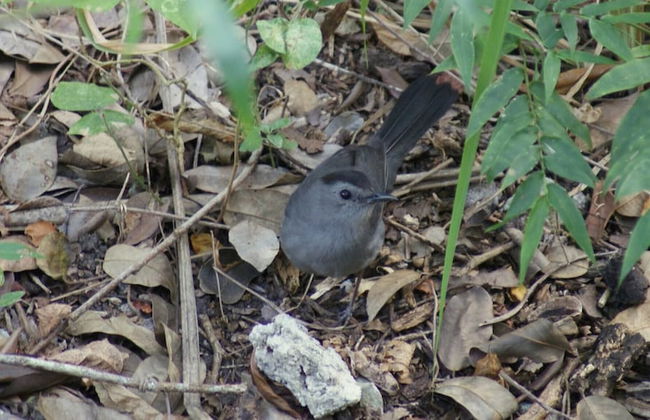 Mini Pini Birdwatching and Cenote Loft4 you Only - Foto 38