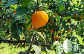 Chácara Privativa com Quadra de Beach Tennis - Foto 37