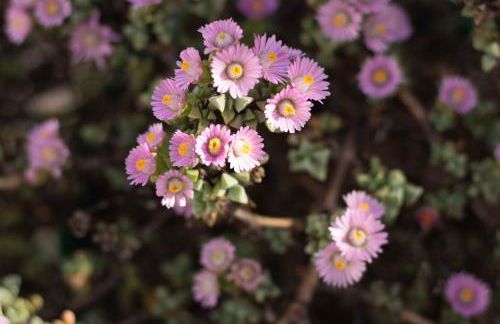 VITEDIMARE APARTMENT SABBIA - SAND - Foto 33