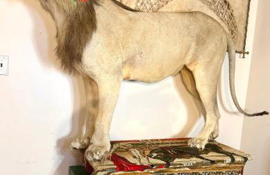 Sleep with a LION! 3 bedroom, near Downtown, Tremont, Ohio city!! - Foto 1