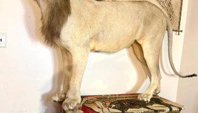 Sleep with a LION! 3 bedroom, near Downtown, Tremont, Ohio city!! - Foto 1