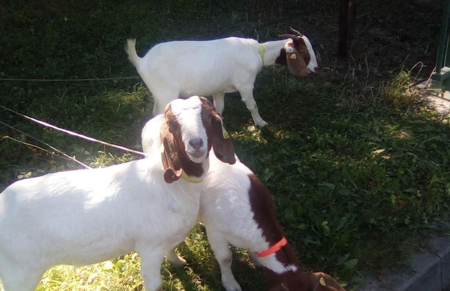 Ferienwohnungen Linkemühle - Foto 36