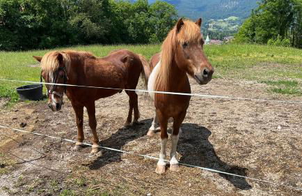 Ferienwohnung Bea´s Bergblick - Foto 21