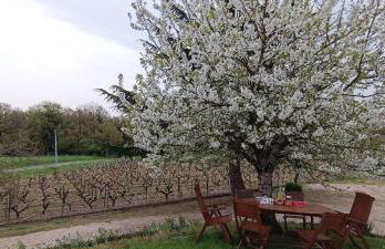Pleine nature, 10 min zoo Beauval Mareuil sur cher - Foto 19