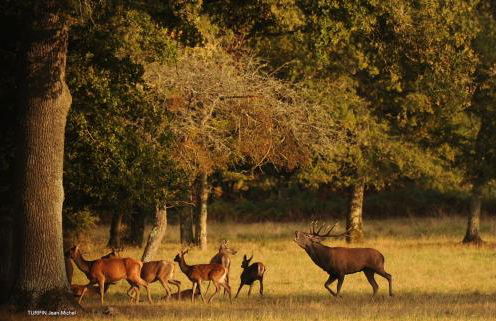 LE CEDRE Maison bord de LOIRE 4 - Foto 17