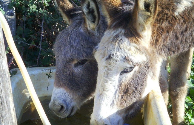 Agriturismo Bosco Pianetti - Foto 22