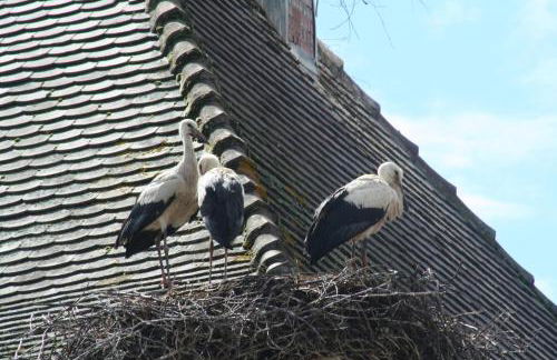 Résidence du Château Lublin - Photo 26