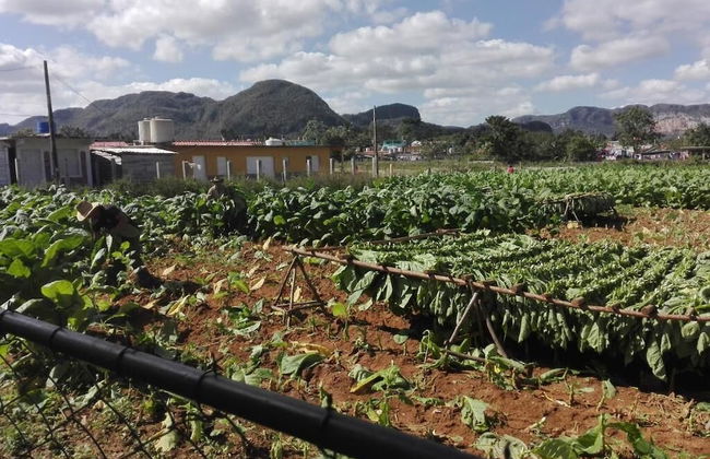 Holiday rental in Viñales with garden and terrace - Photo 29