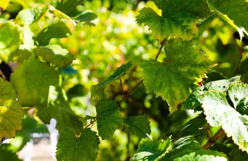 Private Villa AKOBARA, 2km from city center - Foto 37