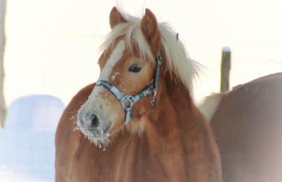 Ferienhof Zum Sagschneider - Foto 23
