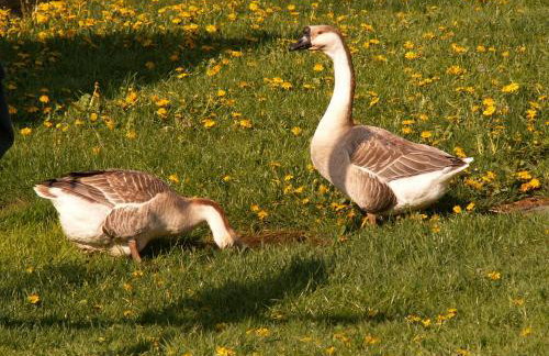 Zagroda Chłopska - Foto 7