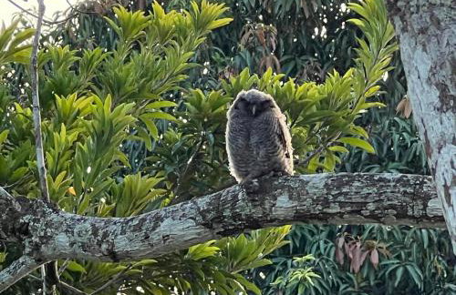 Abelha & Peixe Boi - Photo 11